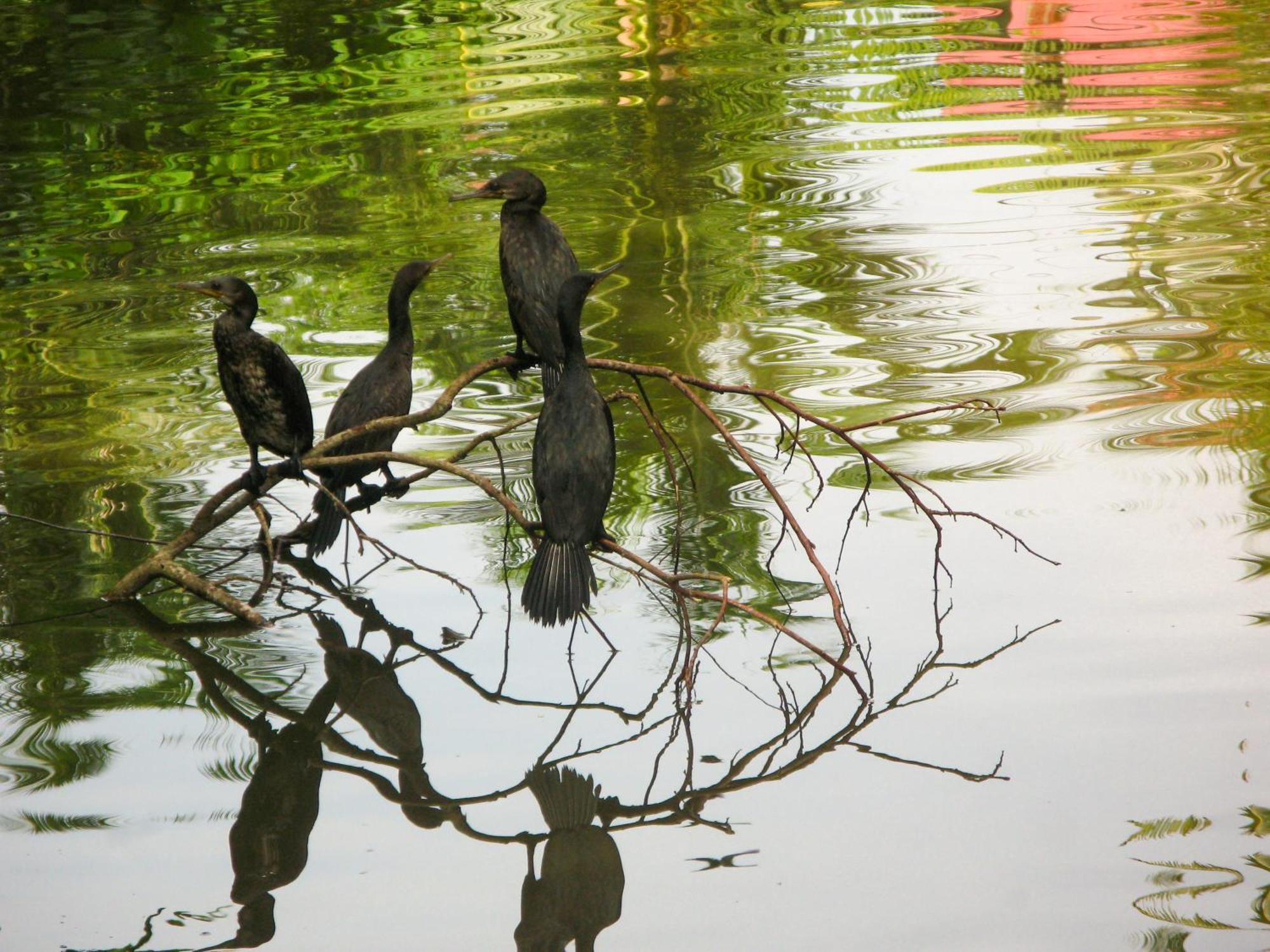 Flora And Fauna Mirissa Luaran gambar