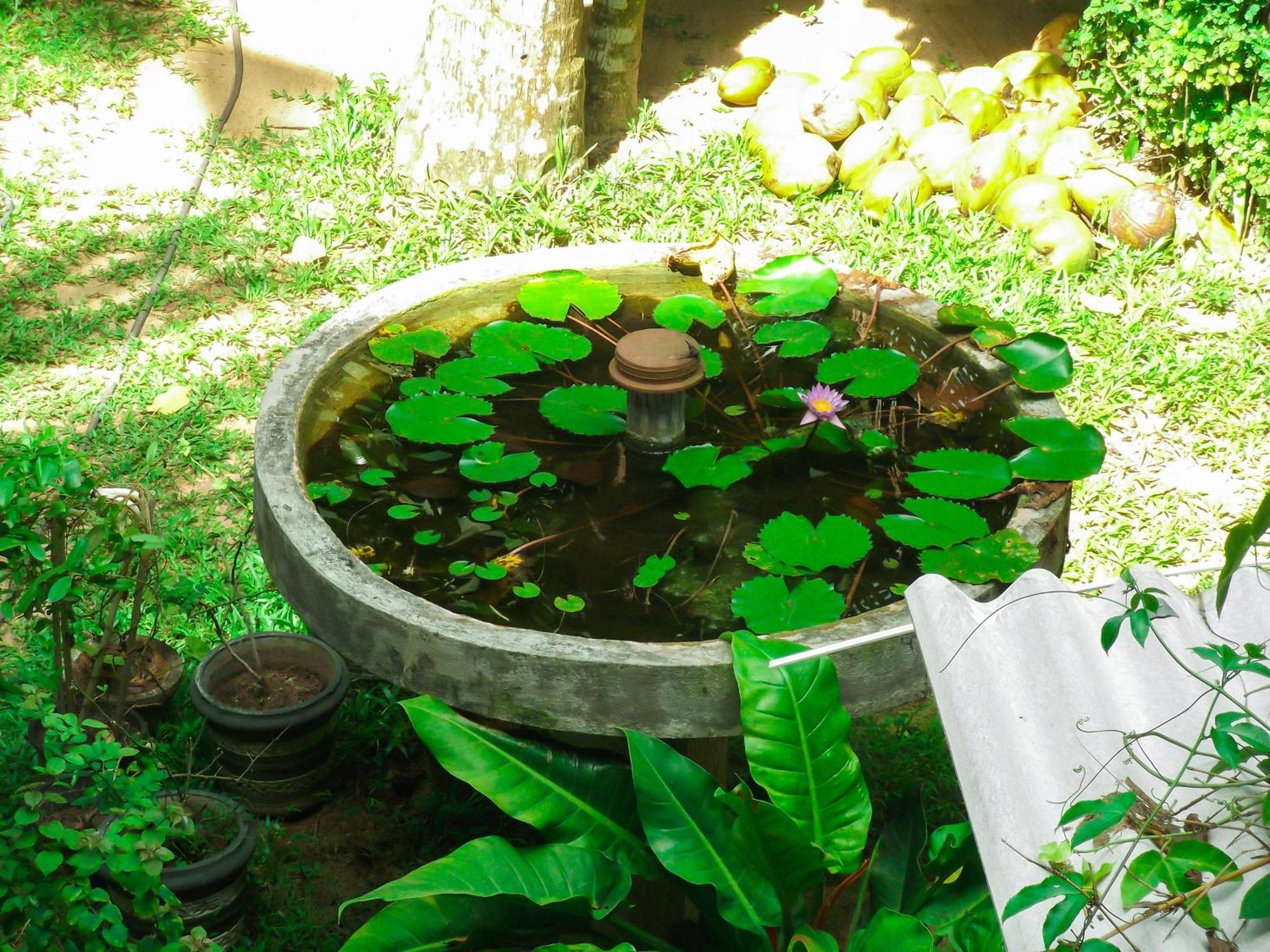Flora And Fauna Mirissa Luaran gambar