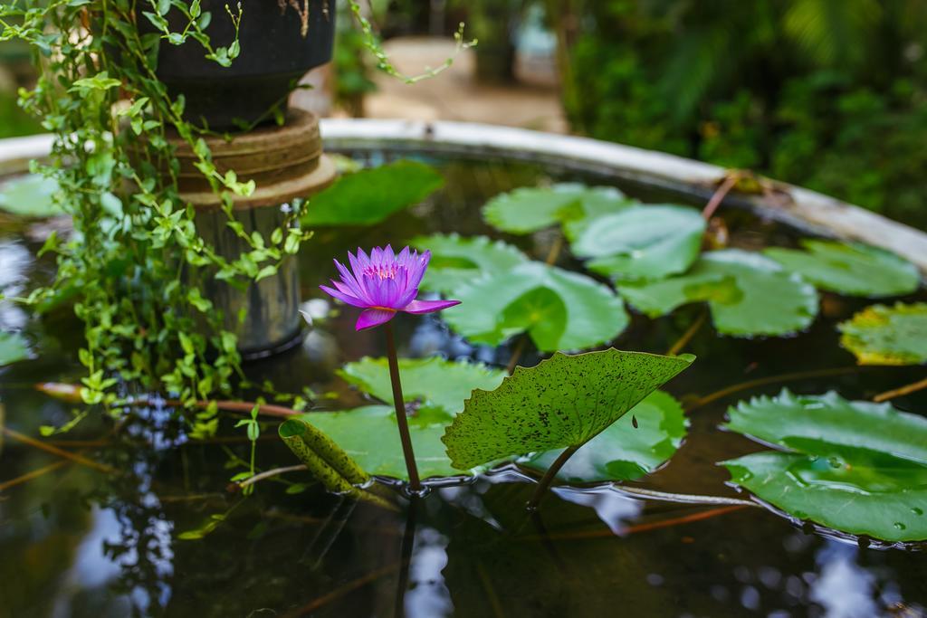 Flora And Fauna Mirissa Luaran gambar