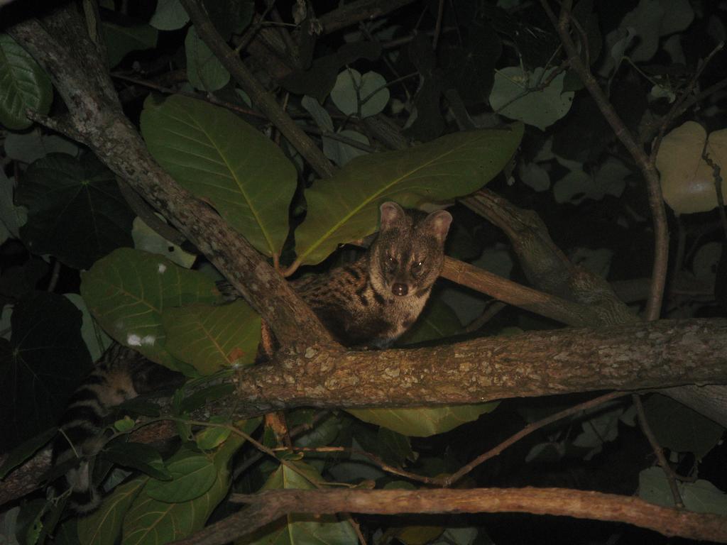 Flora And Fauna Mirissa Luaran gambar